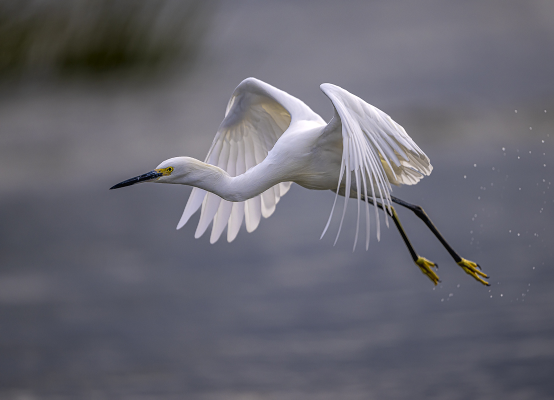 Snowy Egret-2.jpg