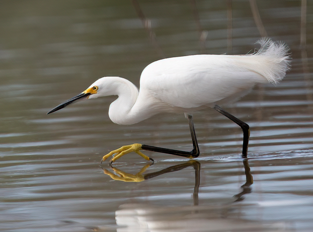 Snowy Egret 850_2677-denoise-low-light.jpg