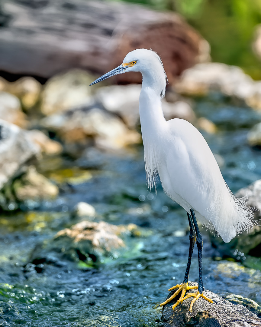 Snowy Egret at C-B-B Culvert-1.jpg