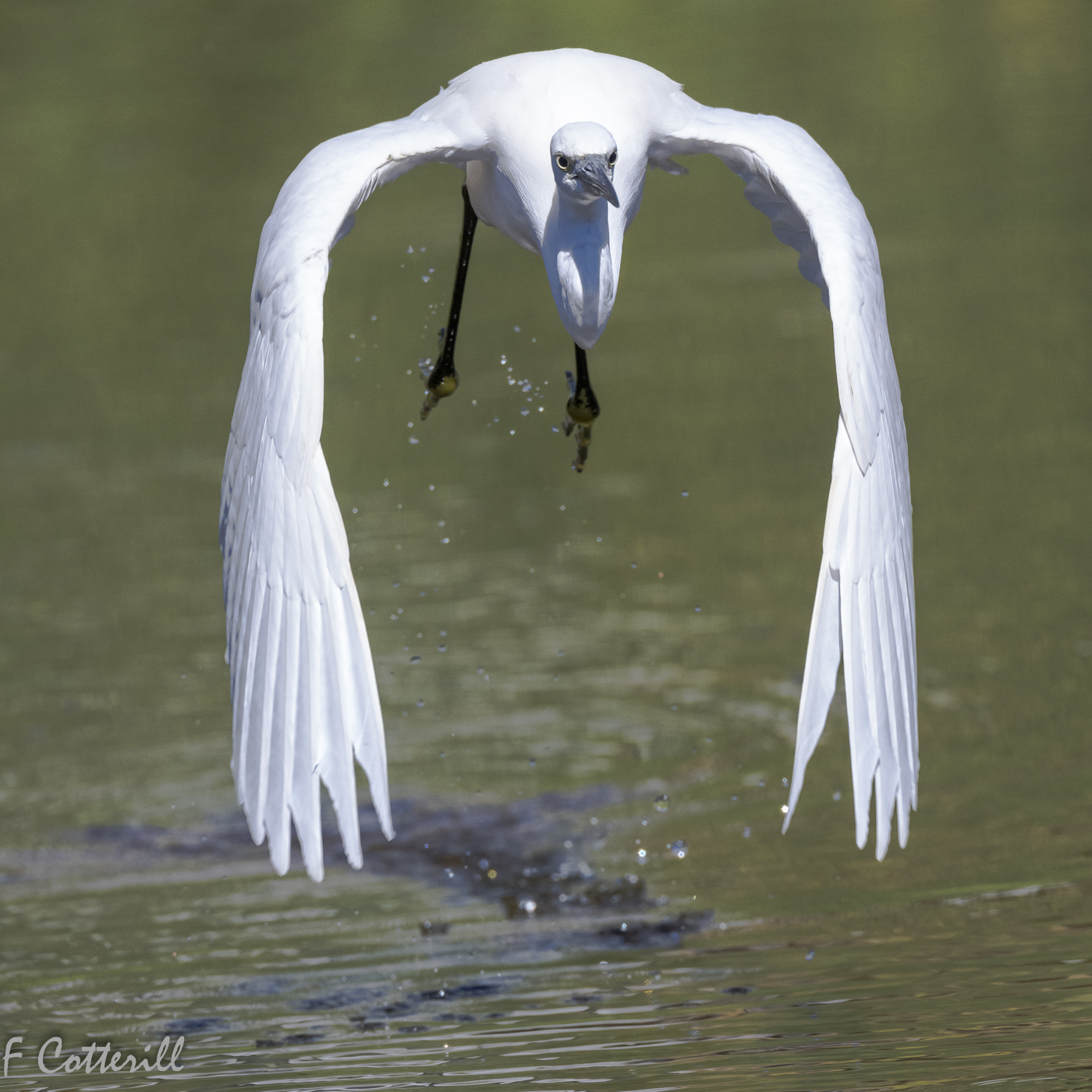 Snowy Egret flying water droplets-6300.jpg
