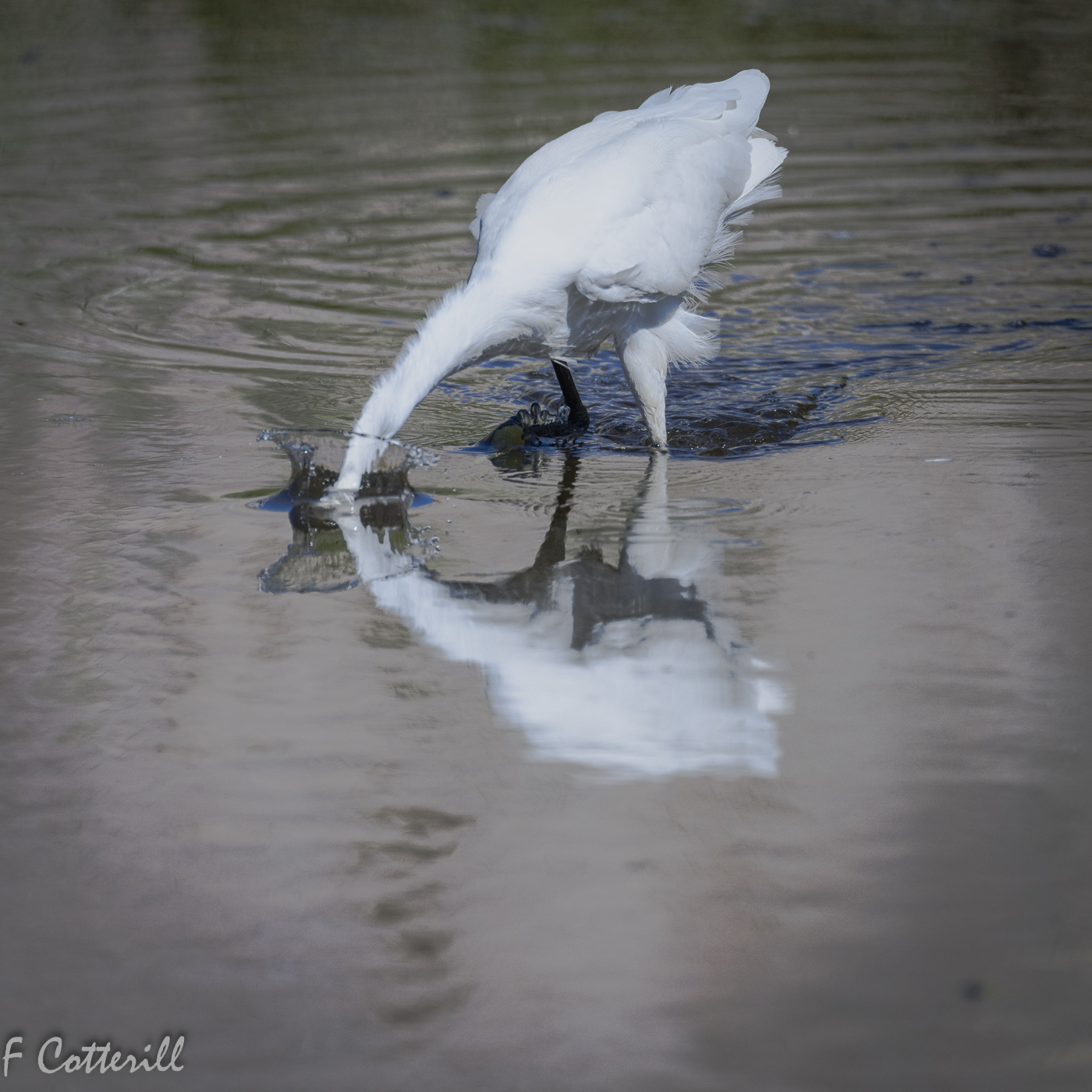 Snowy egret foraging small fish-6394.jpg