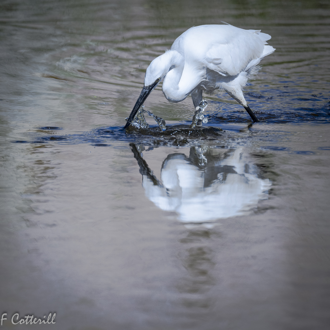 Snowy egret foraging small fish-6399.jpg