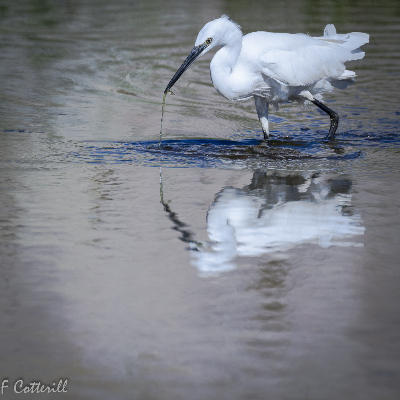 Snowy egret foraging small fish-6404.jpg