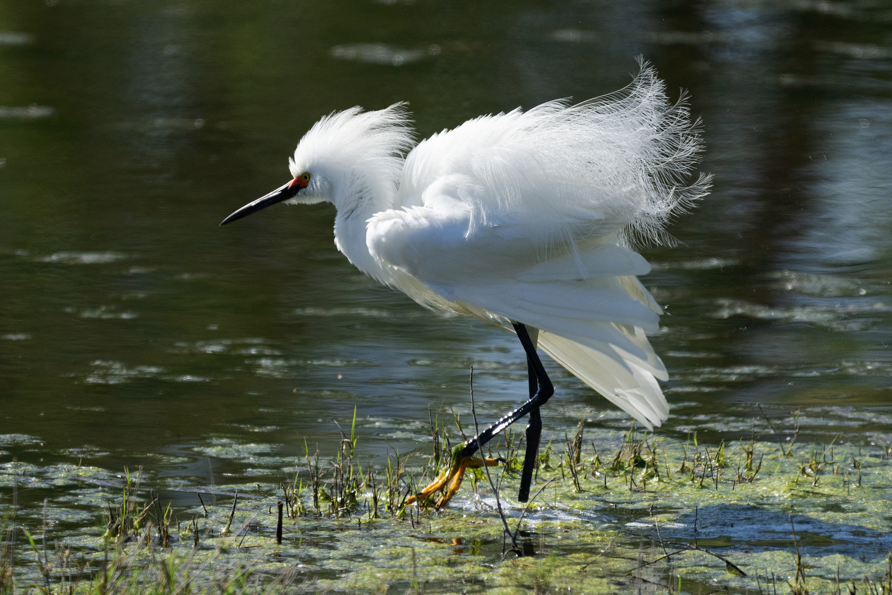 SNOWY EGRET GETS WIND BLOWN 2024 _DSC9283.jpg