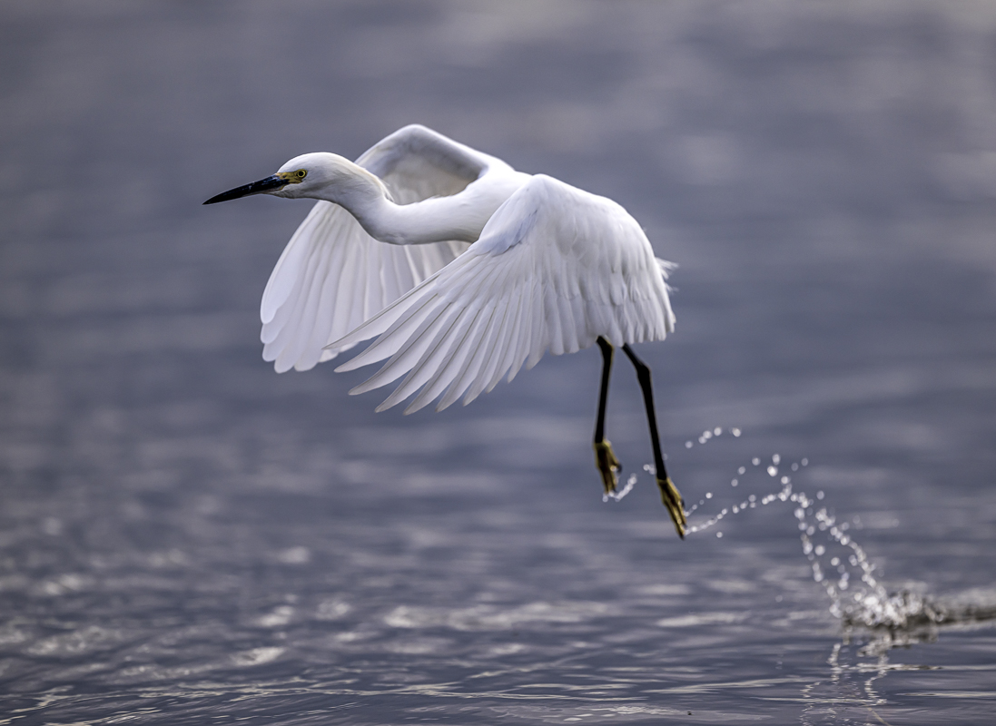 Snowy Egret.jpg