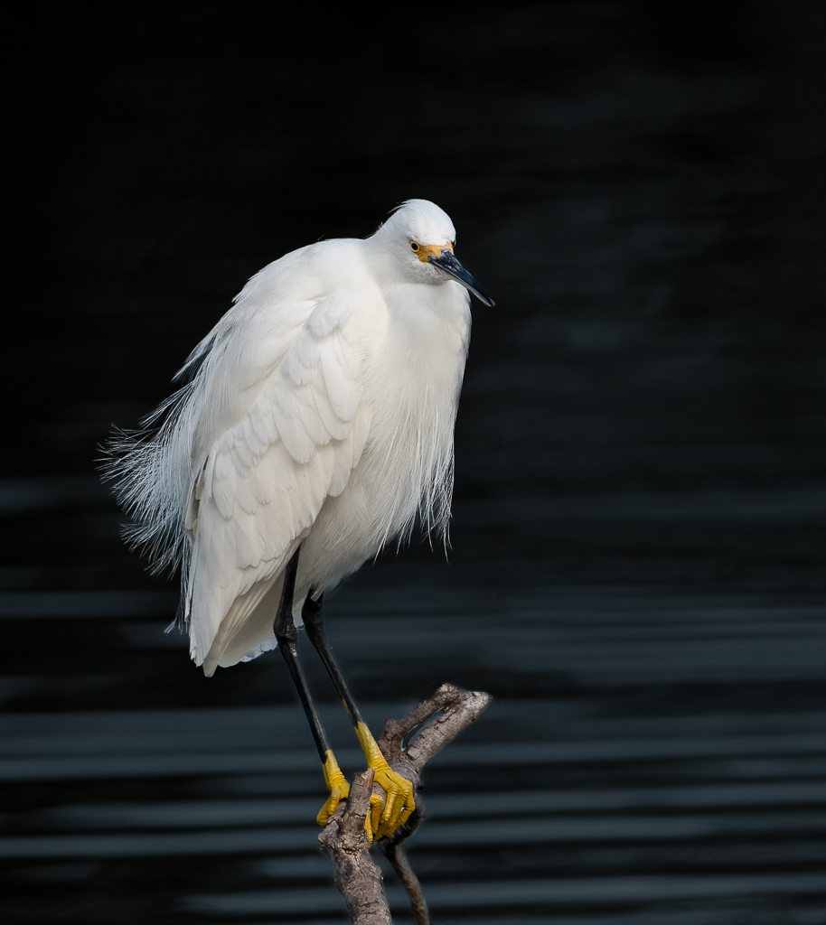 Snowy Egret on a Stick.jpg