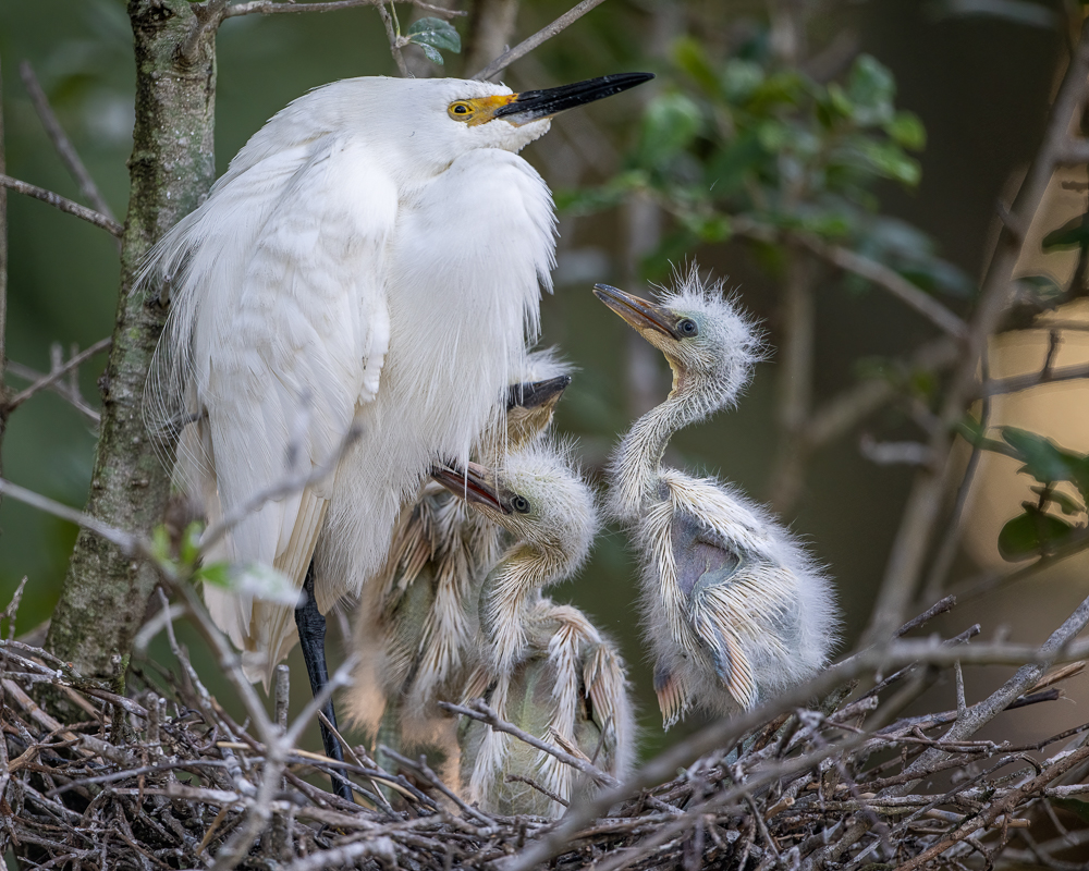 Snowy Egret on Nest with Three Chicks-1.jpg