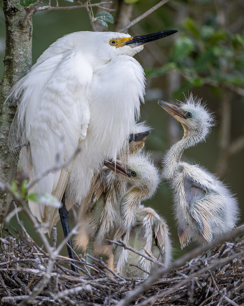 Snowy Egret on Nest with Three Chicks-2.jpg