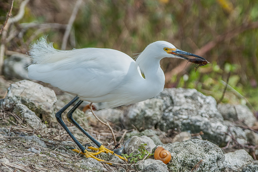 Snowy Egret with Prey-2.jpg