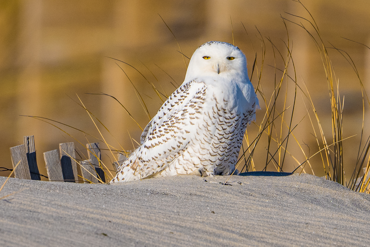 Snowy Owl 8.jpg