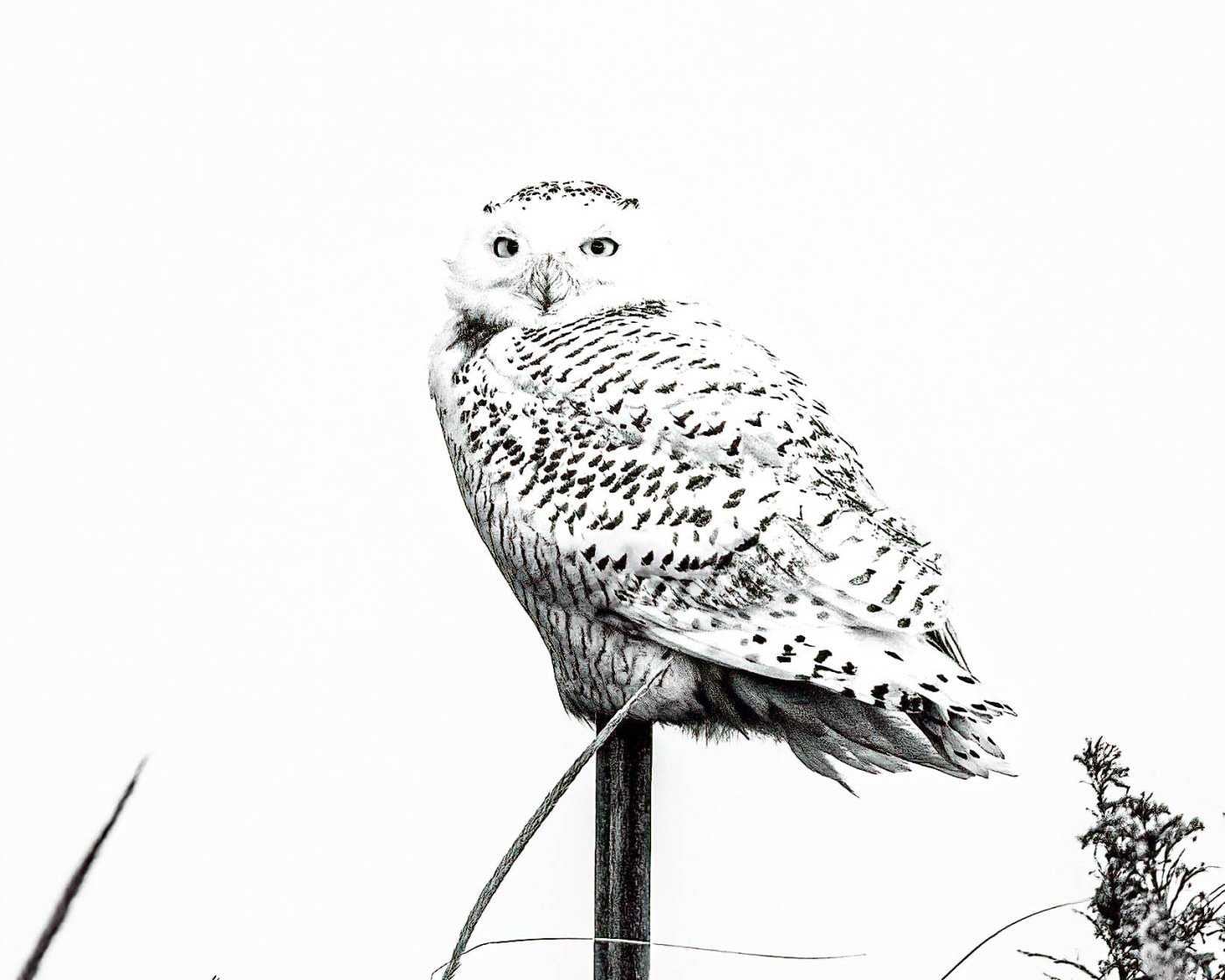 Snowy Owl B&W_8150-.jpg