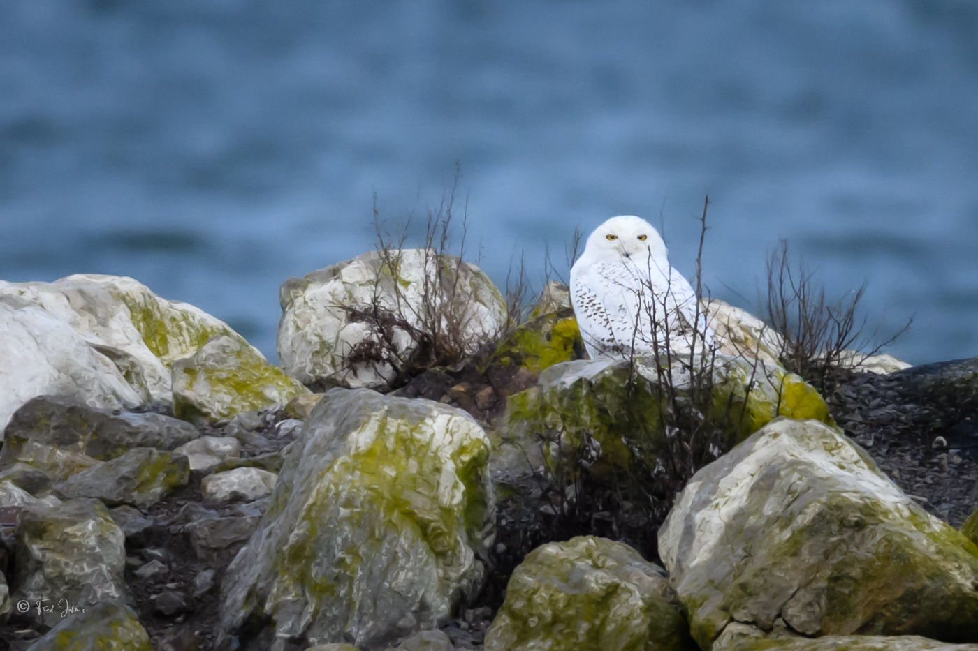 Snowy Owl.jpg