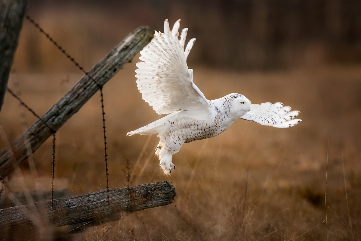 snowy-owl-take-off.jpg