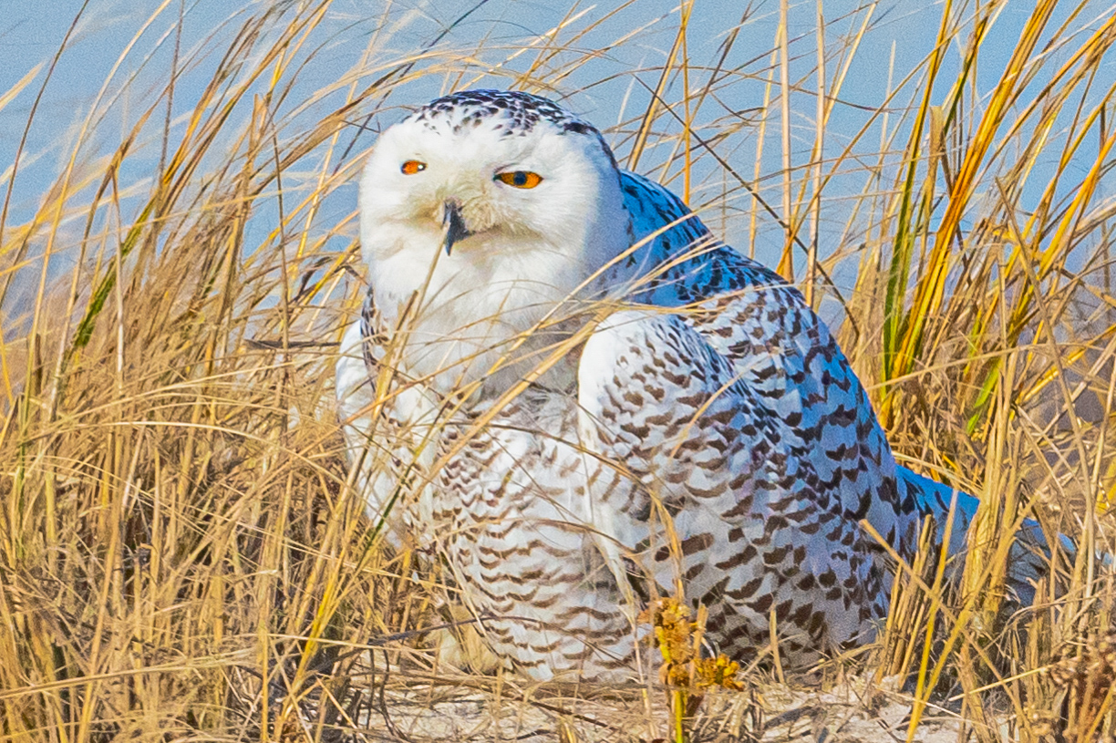 Snowy Owls  sitting 2020-2-2.jpg