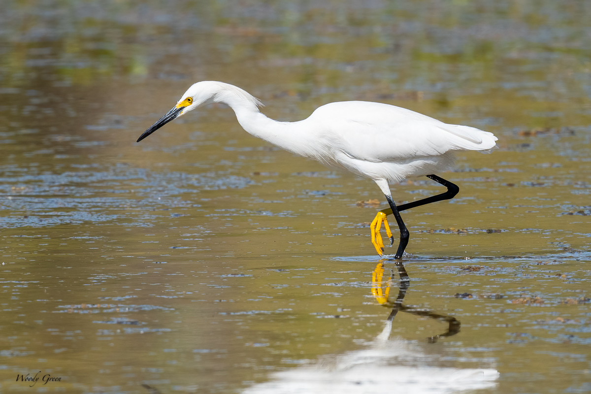 SnowyEgretCrawdad-636.jpg