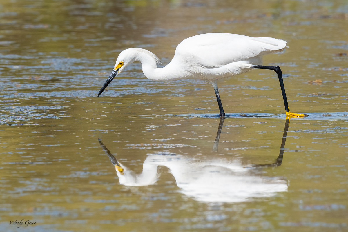 SnowyEgretCrawdad-637.jpg