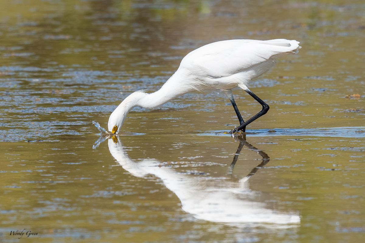 SnowyEgretCrawdad-638.jpg