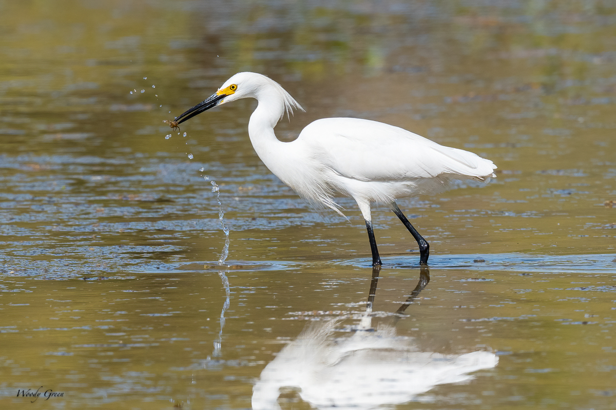 SnowyEgretCrawdad-639.jpg