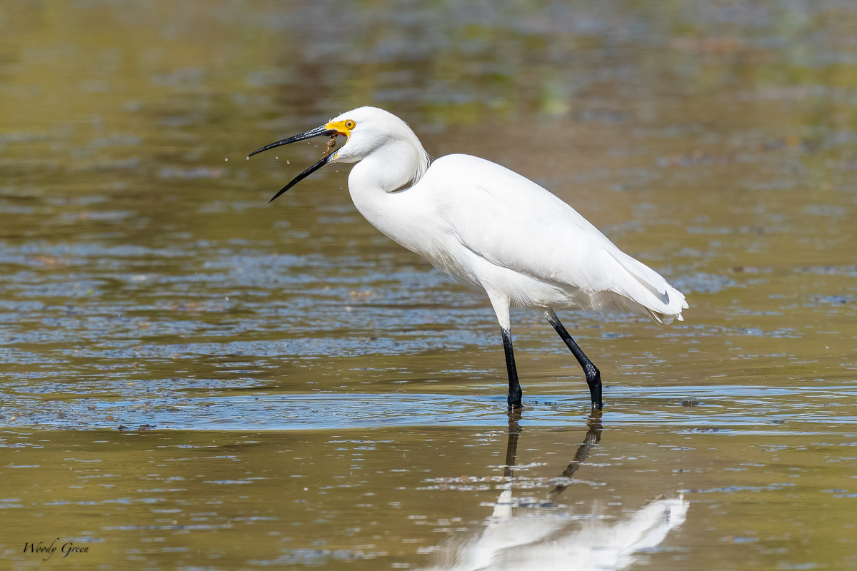 SnowyEgretCrawdad-640.jpg