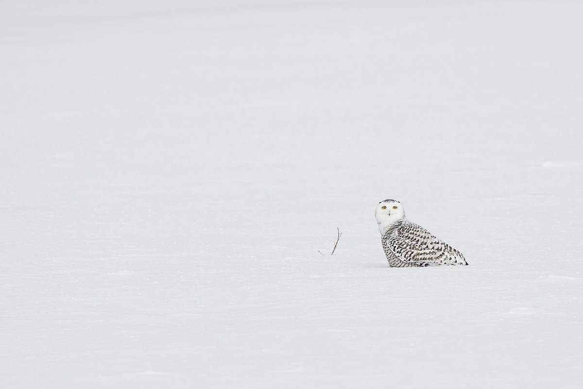 SnowyOwl.jpg