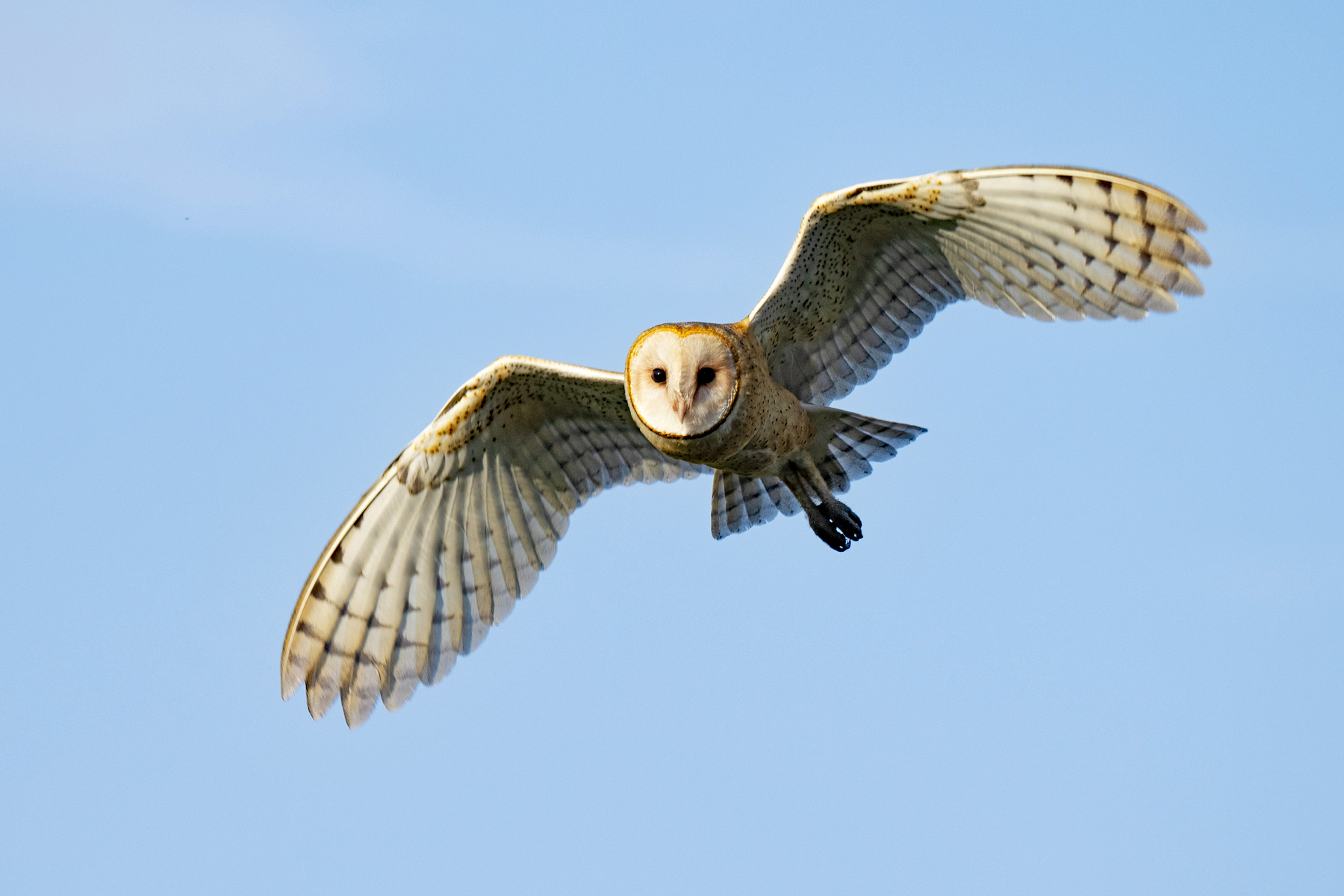 SOLO BARN OWL SKY SHOT _DSC3617.jpg