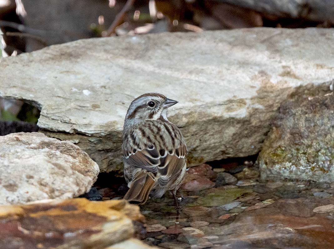 Song sparrow    4357  500_134411042019.jpg