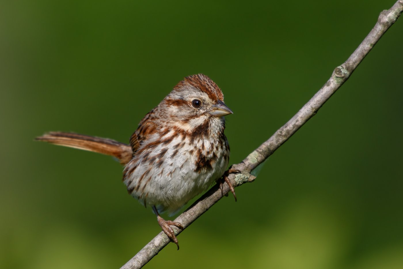 Song Sparrow.jpg