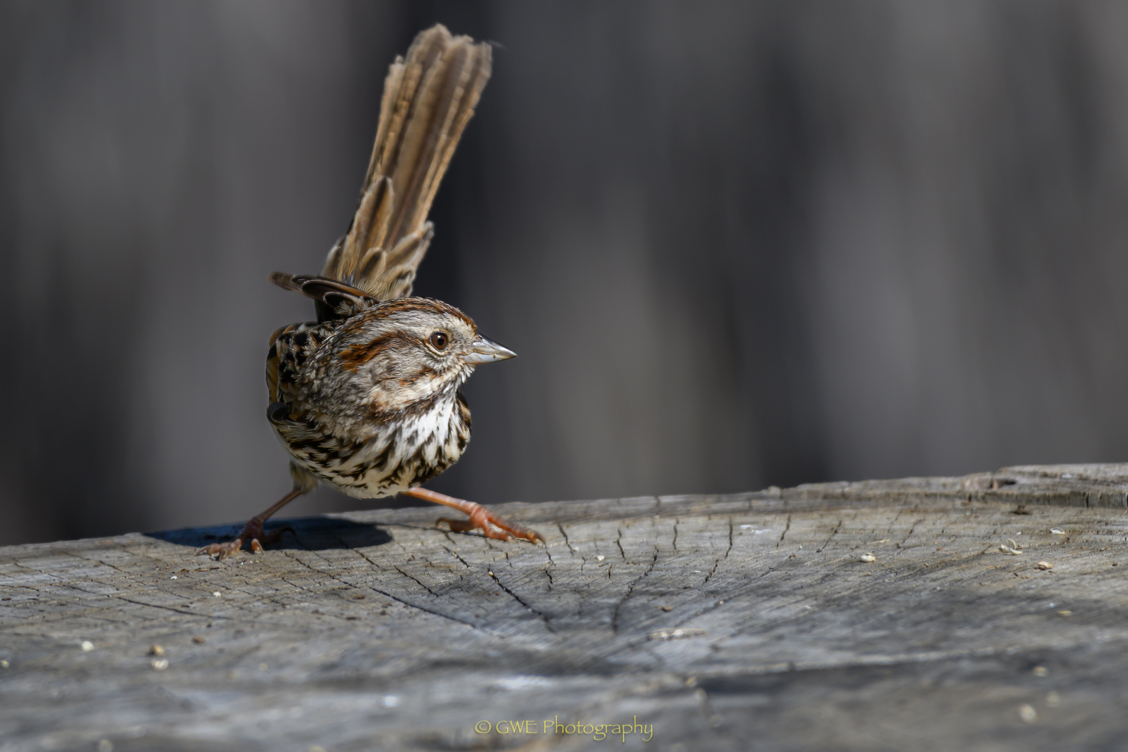 Song sparrow.jpg