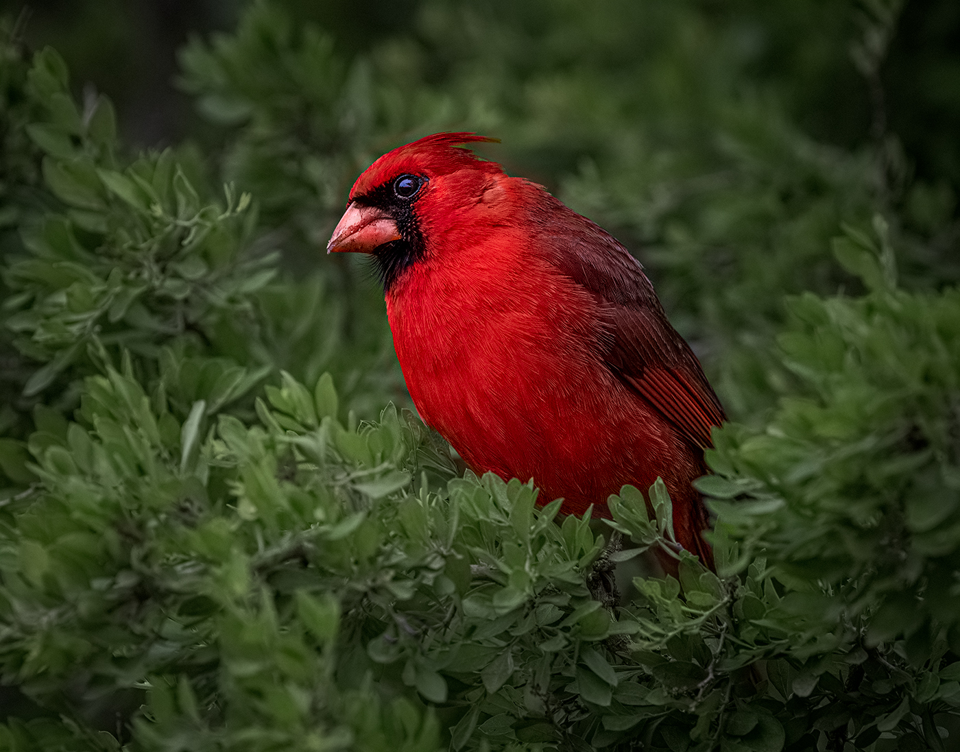 South_Texas_Cardinal_Staging_Fisher.jpg