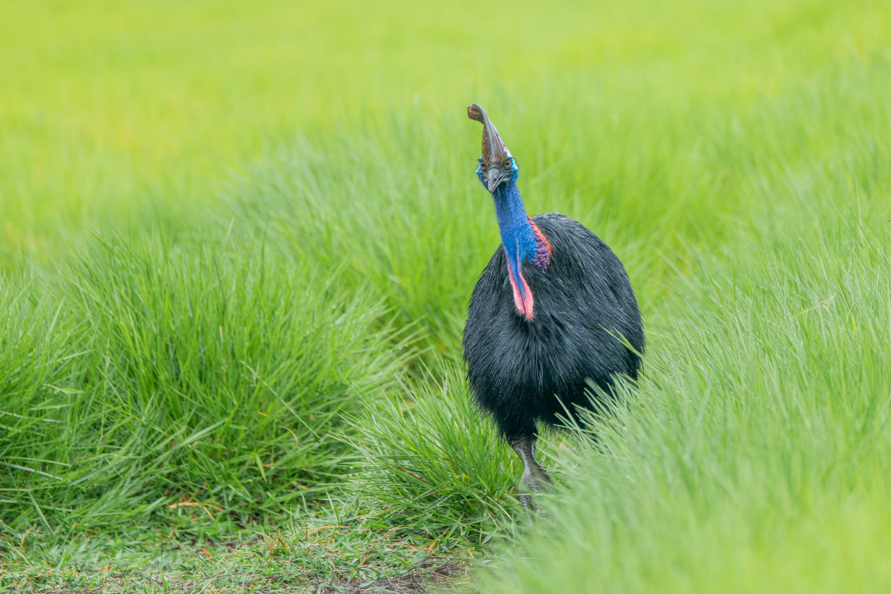 Southern Cassowary (F) wades through the grass.jpg