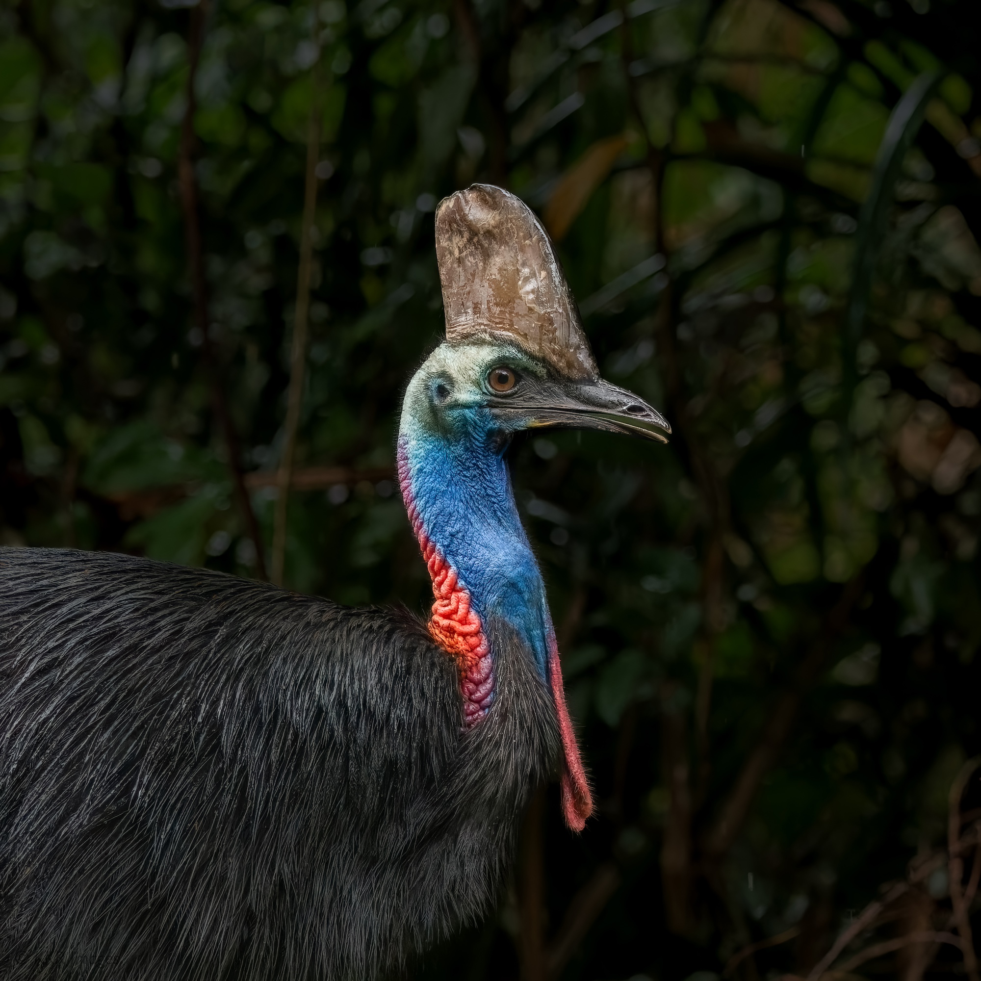 Southern Cassowary (M) portrait 2.jpg