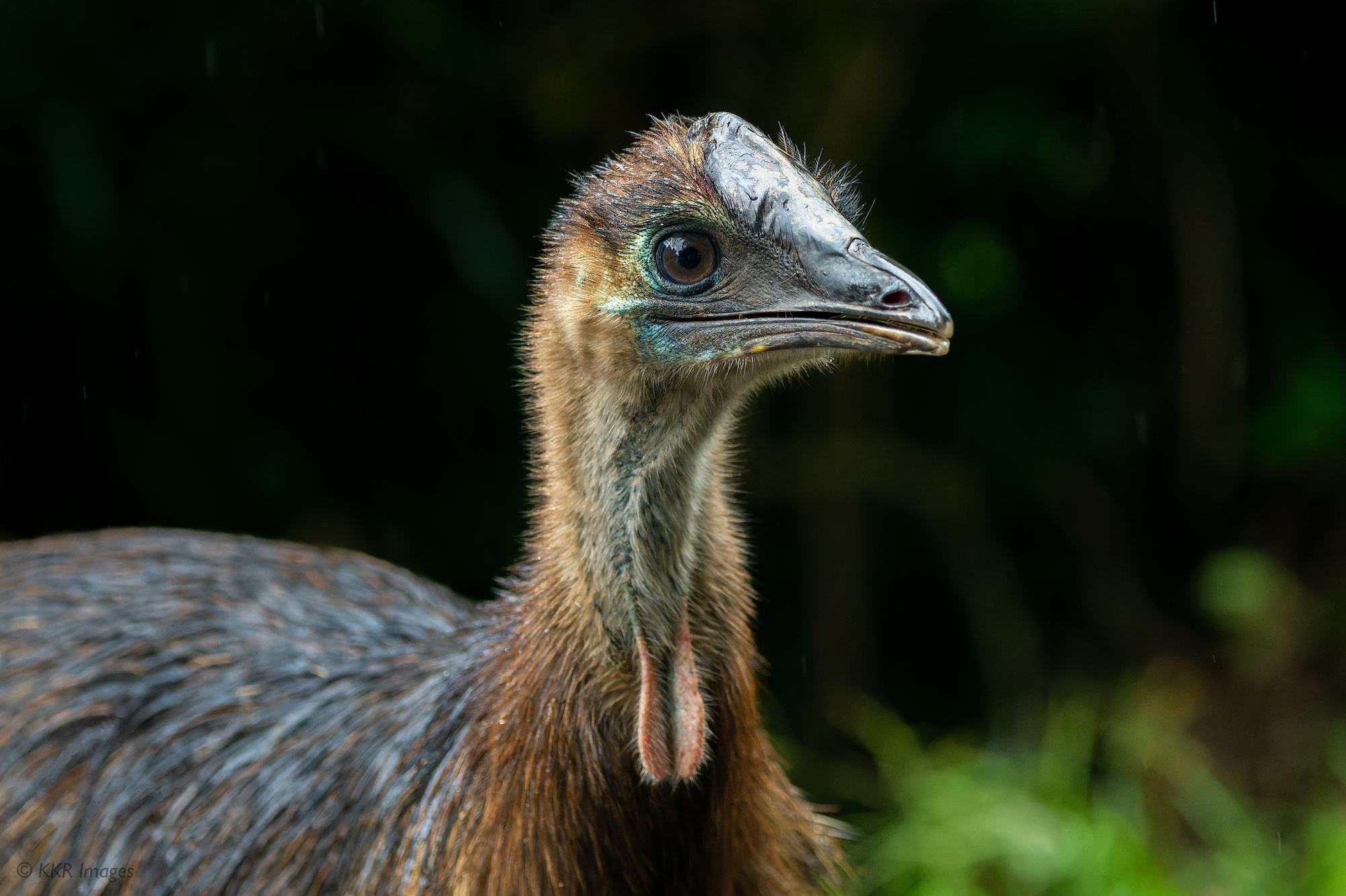 Southern Cassowary protrait (juvenile).jpg