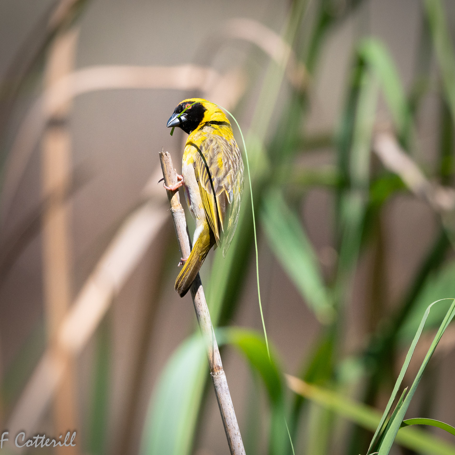 Southern masked weaver male building nest flight rd-8182.jpg