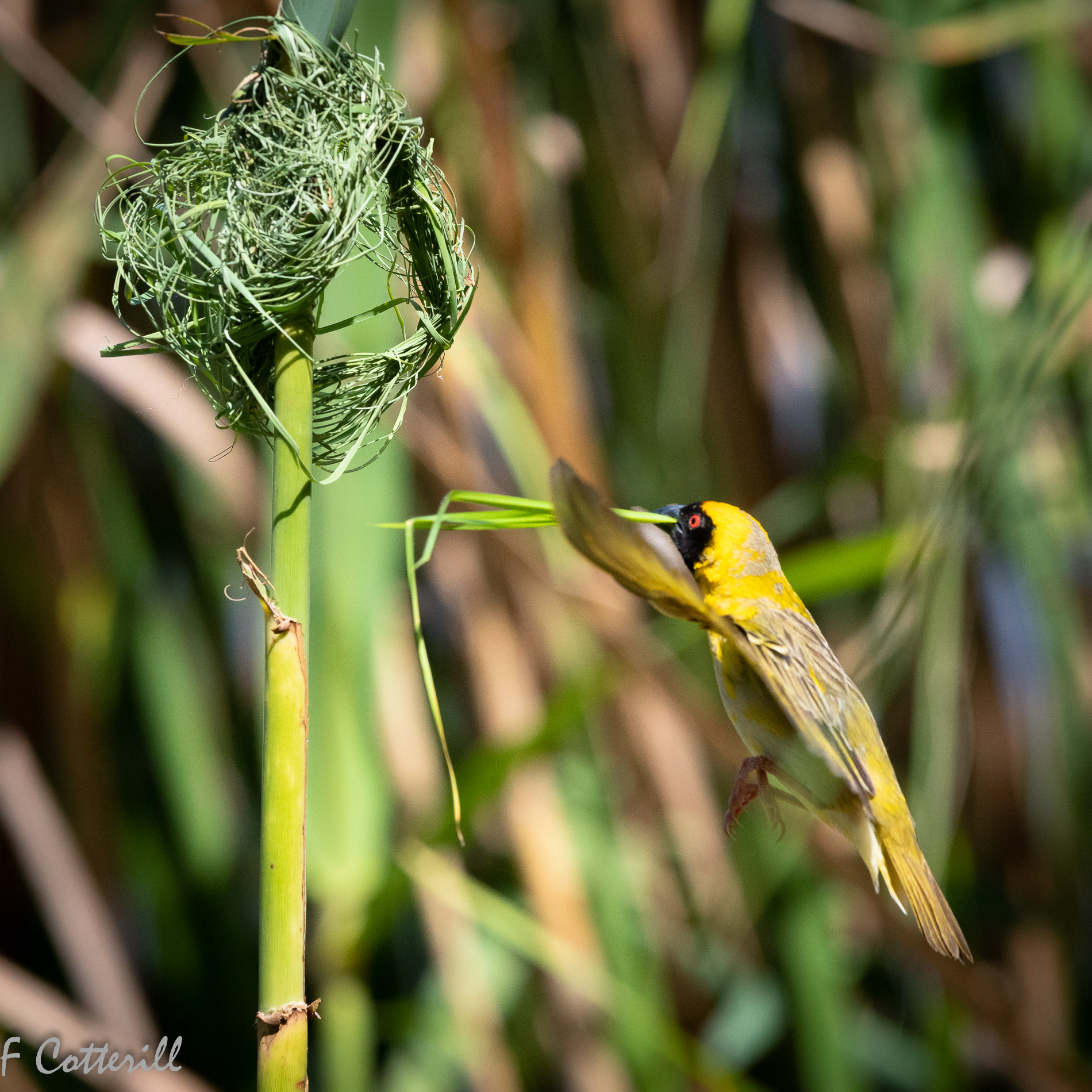 Southern masked weaver male building nest flight rd-8251.jpg