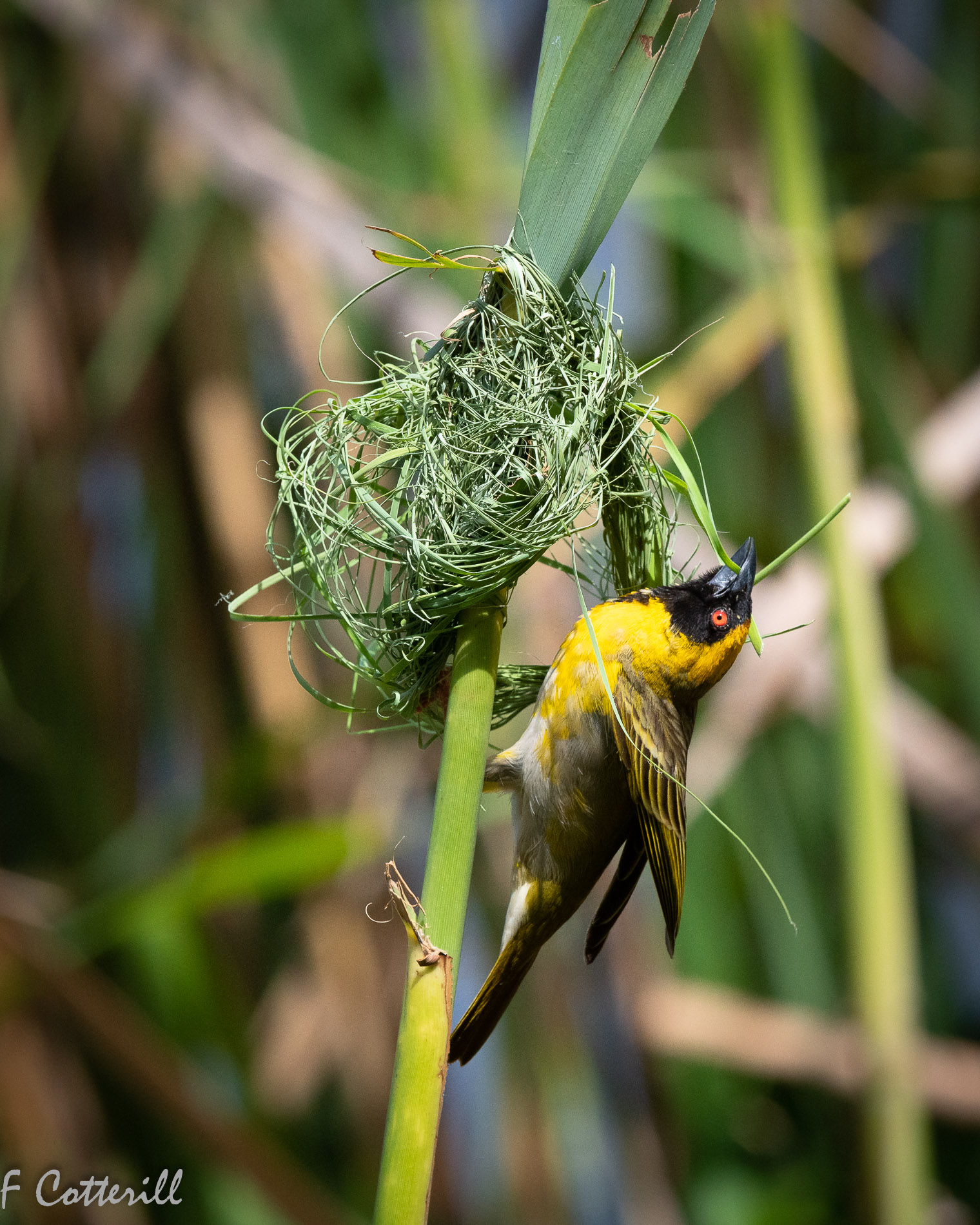 Southern masked weaver male building nest flight rd-8303.jpg