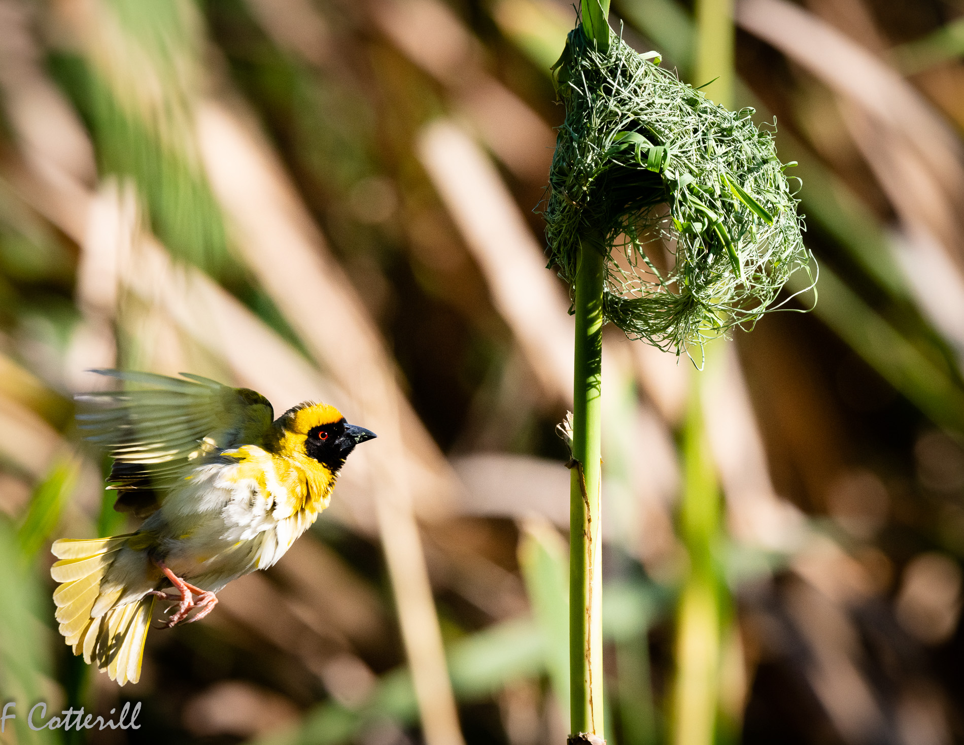 Southern masked weaver male building nest flight rd-8768.jpg