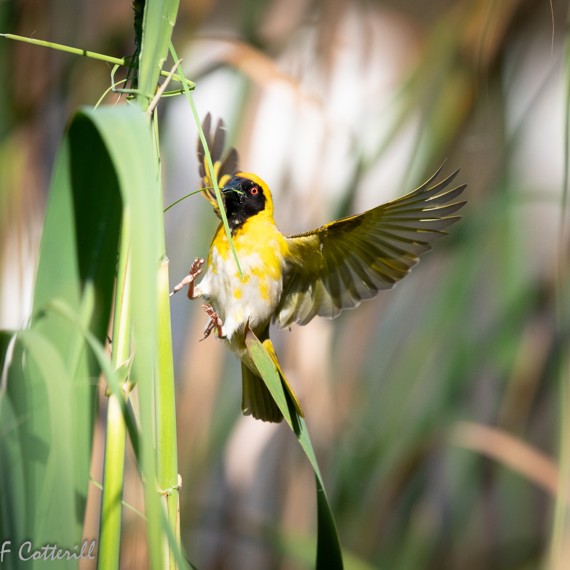 Southern masked weaver male building nest flight rd-9251.jpg