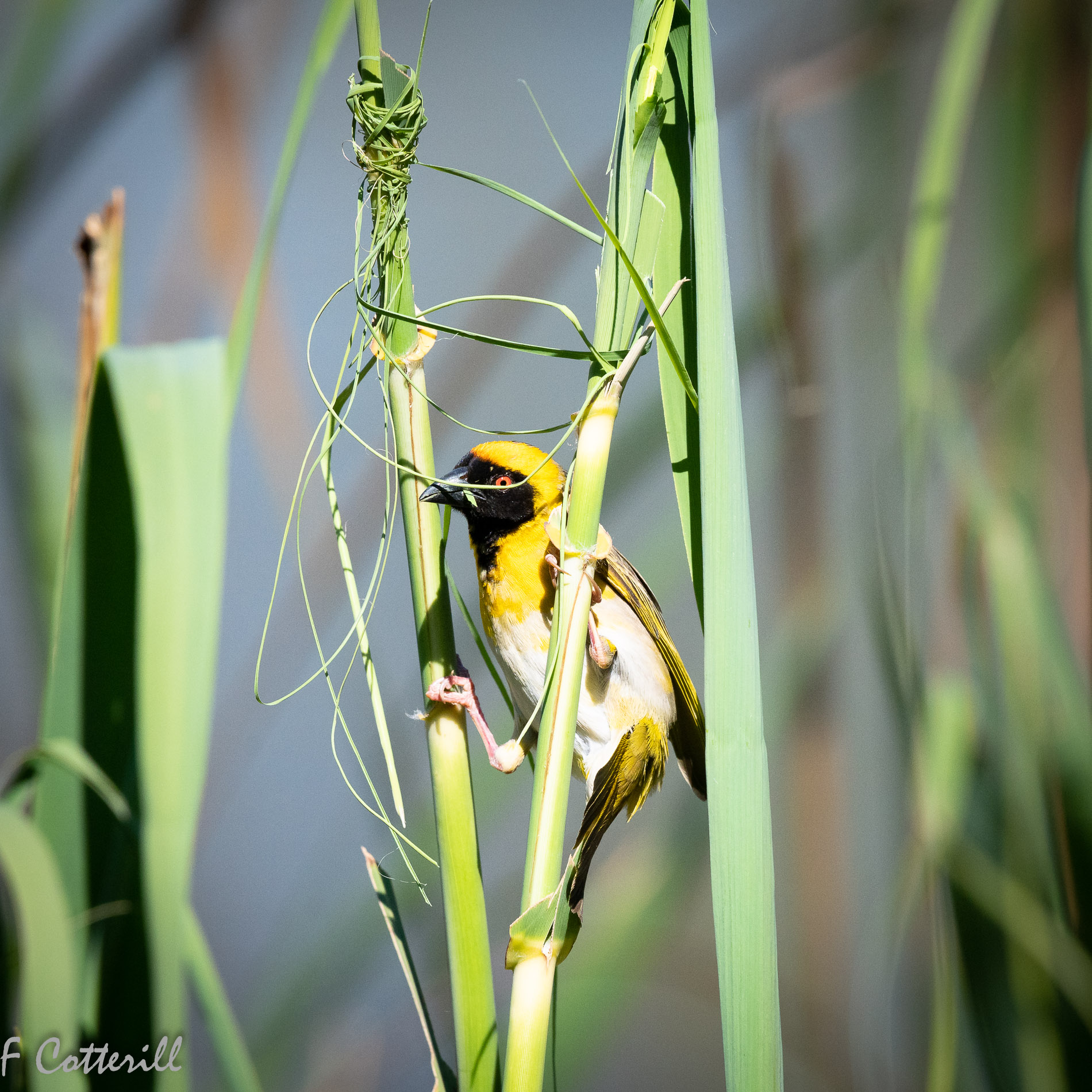 Southern masked weaver male building nest flight rd-9380.jpg