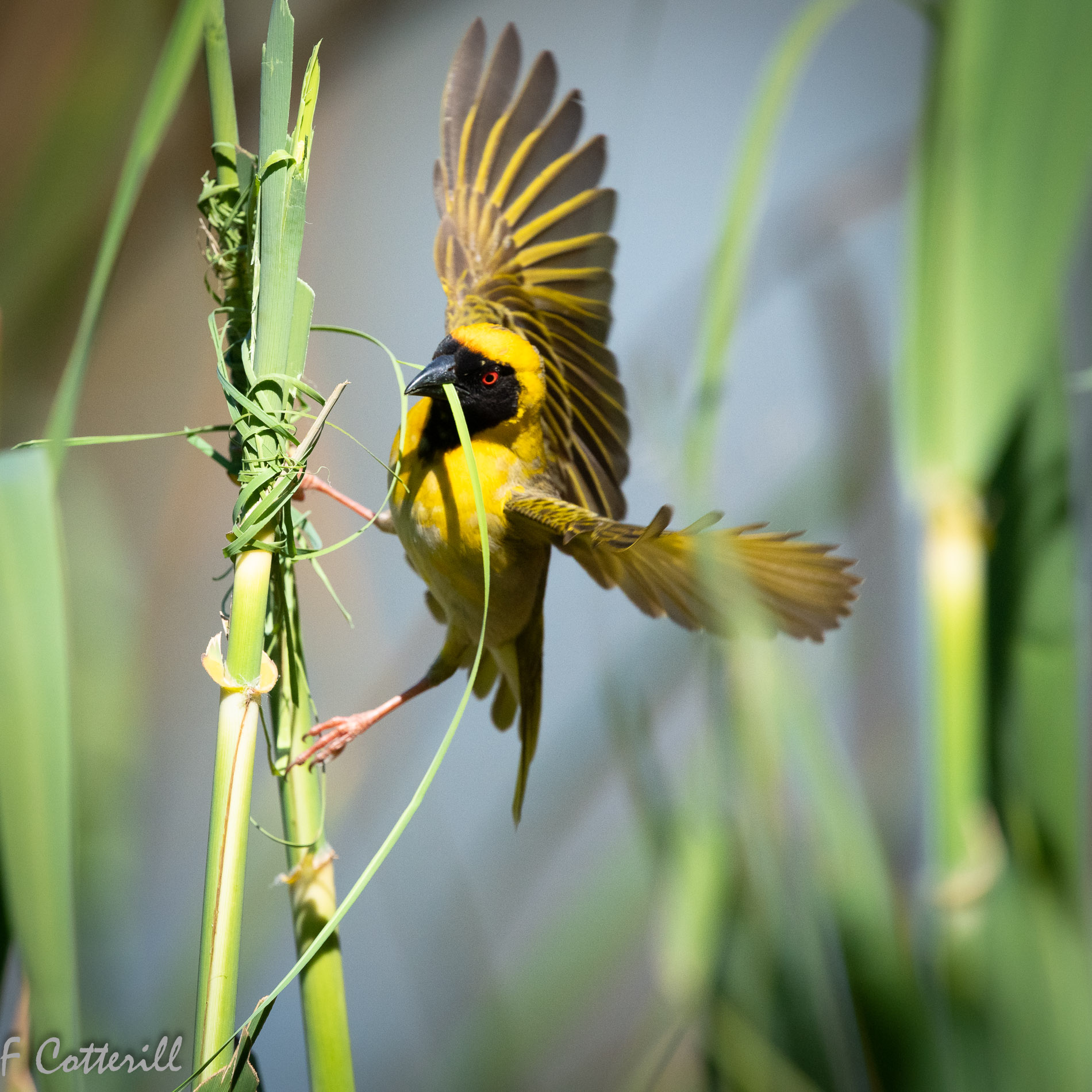 Southern masked weaver male building nest flight rd-9576.jpg