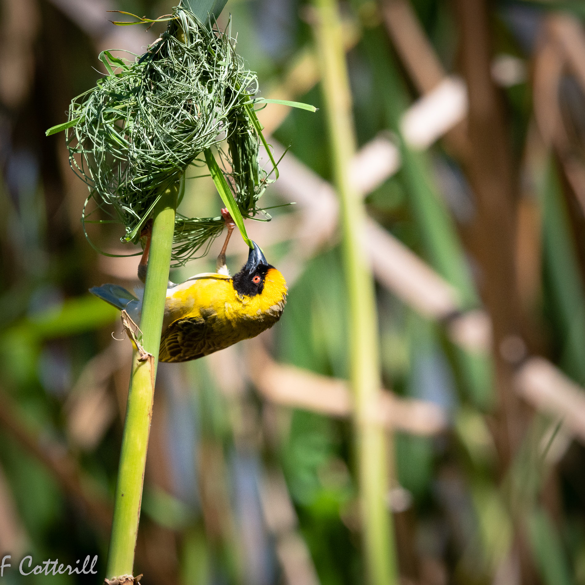 Southern masked weaver male building nest rd-8439.jpg