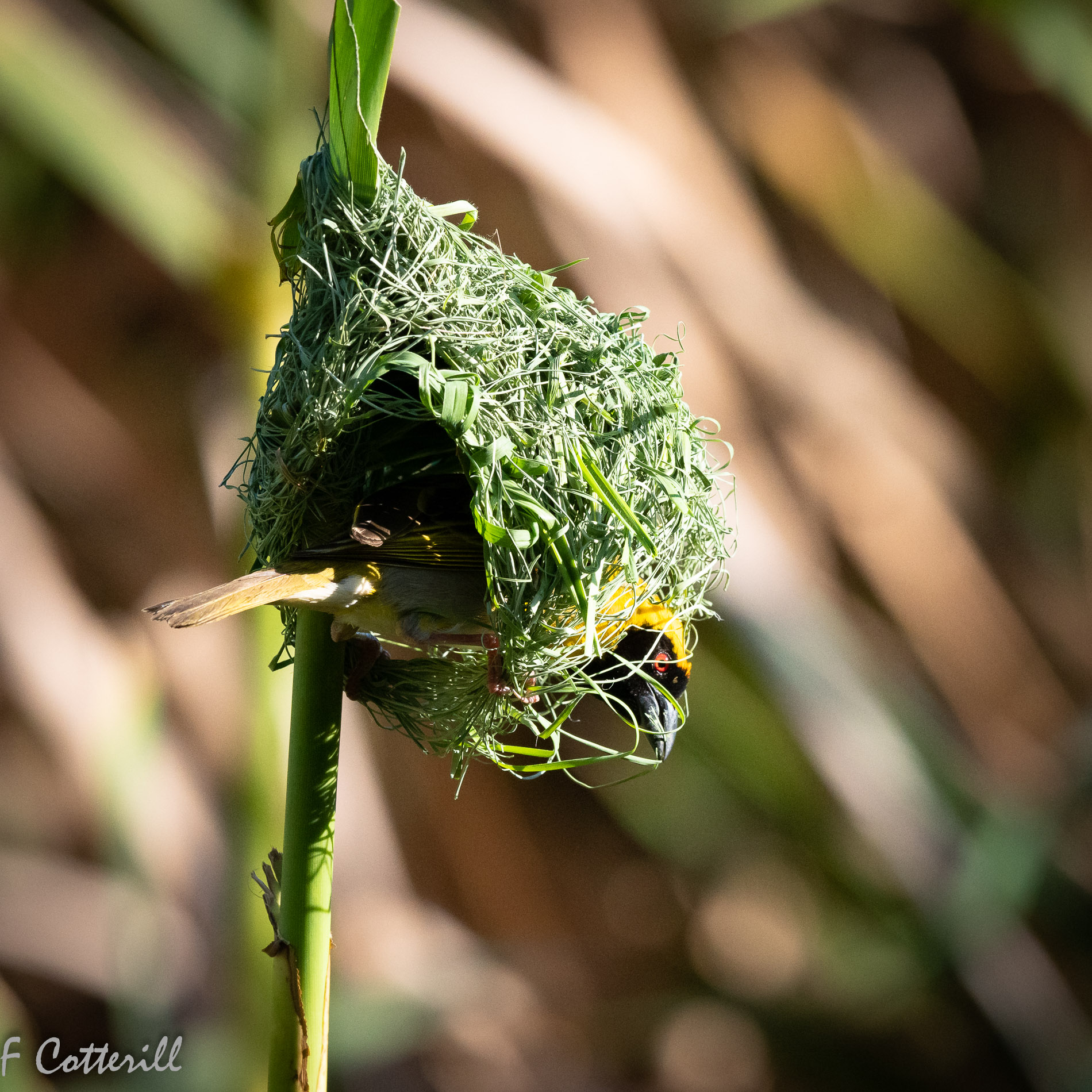 Southern masked weaver male building nest rd-8967.jpg