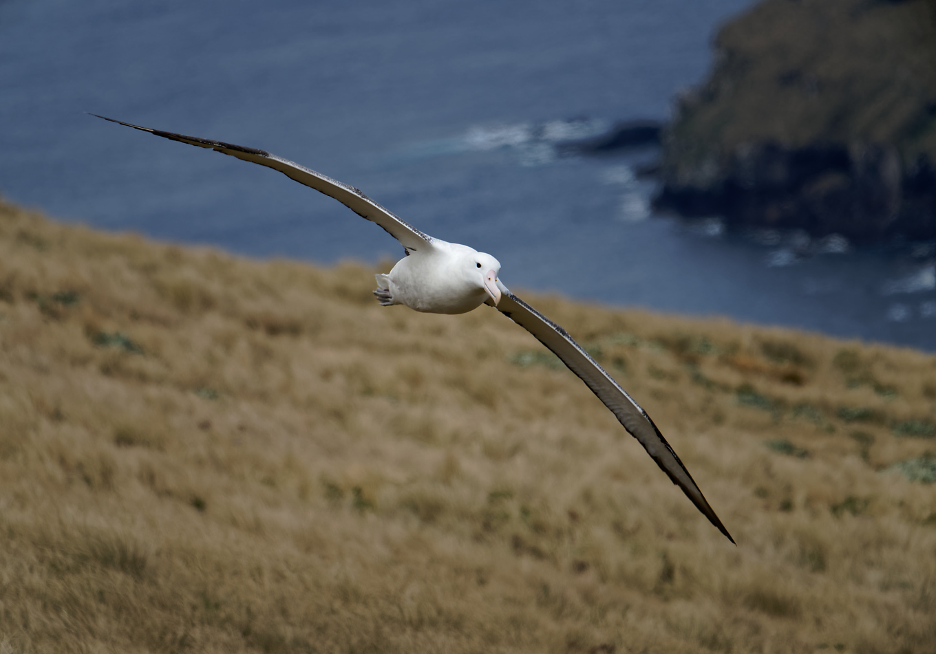 Southern Royal Albatross IF 14 1360.jpg