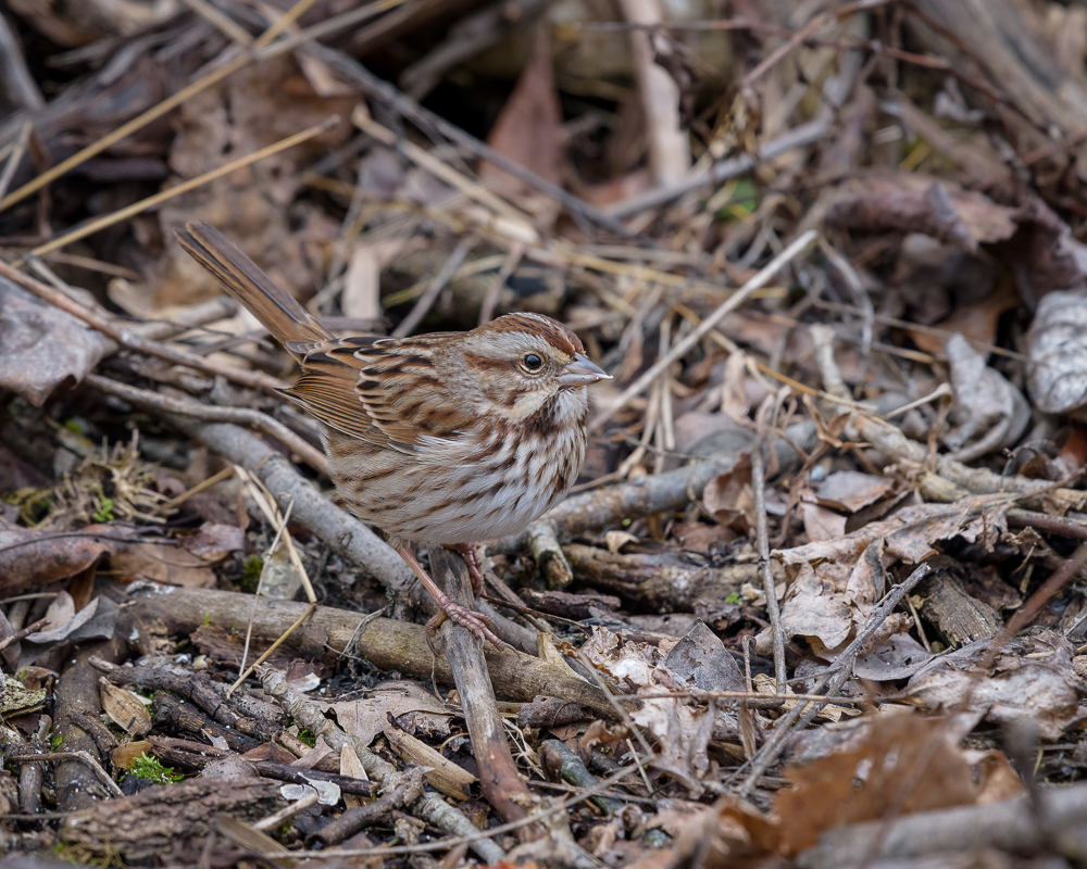 sparrow1-0109-IMG_00001.jpg