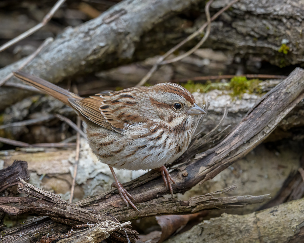 sparrow2-0109-IMG_00001.jpg