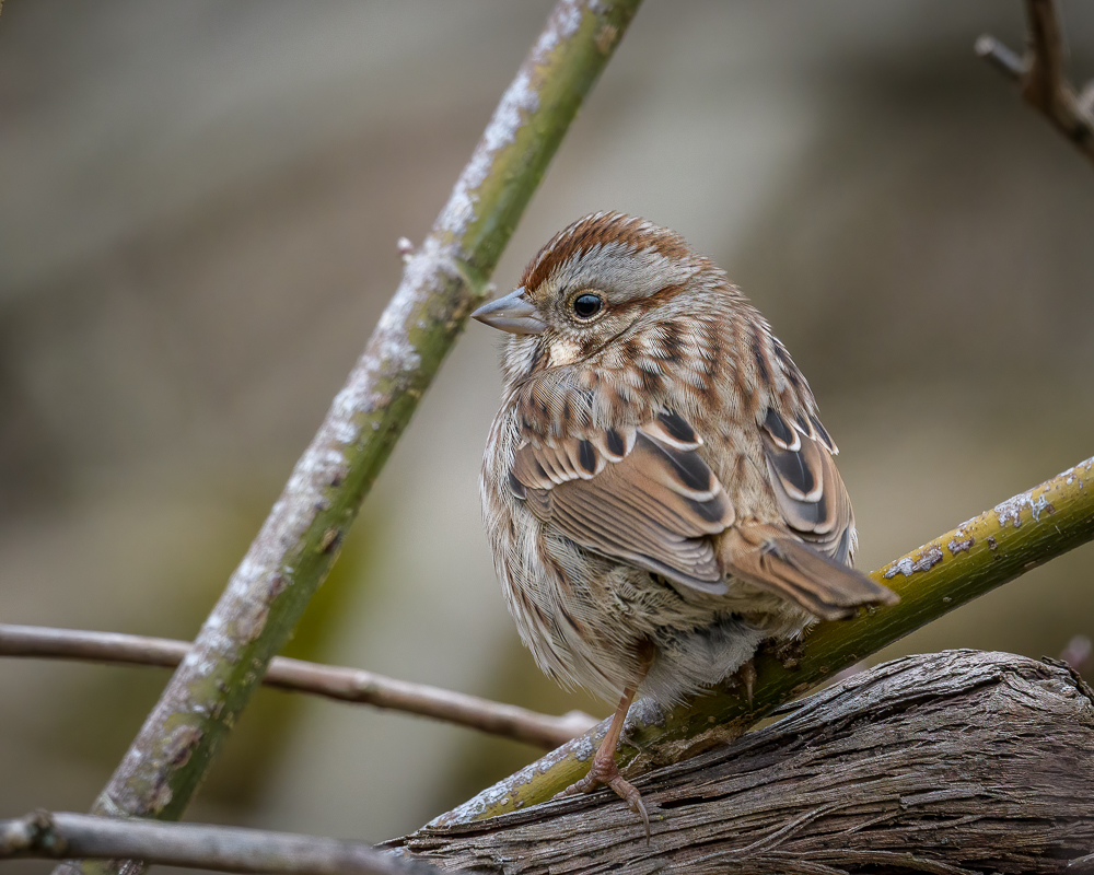 sparrow3-0109-IMG_00001.jpg