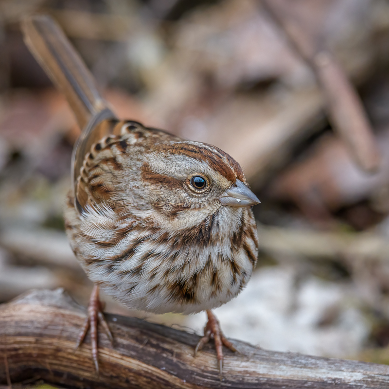 sparrow4-0109-IMG_00001.jpg