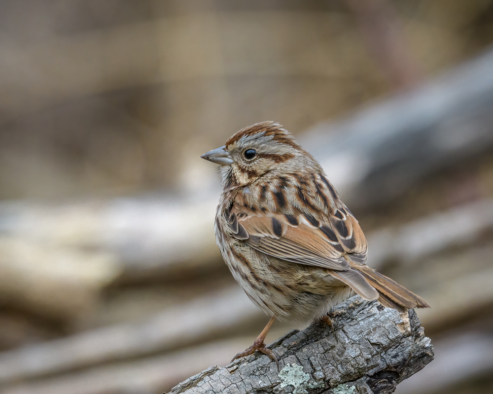 sparrow5-0109-IMG_00001.jpg