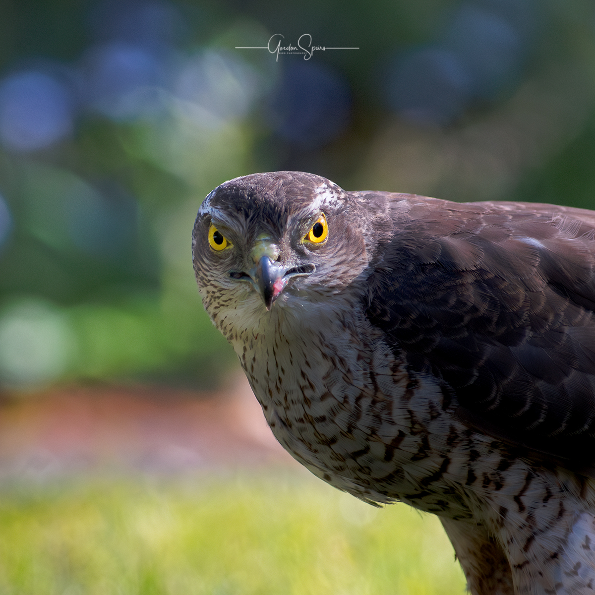 Sparrowhawk 68-Enhanced-NR-1 copy.jpg