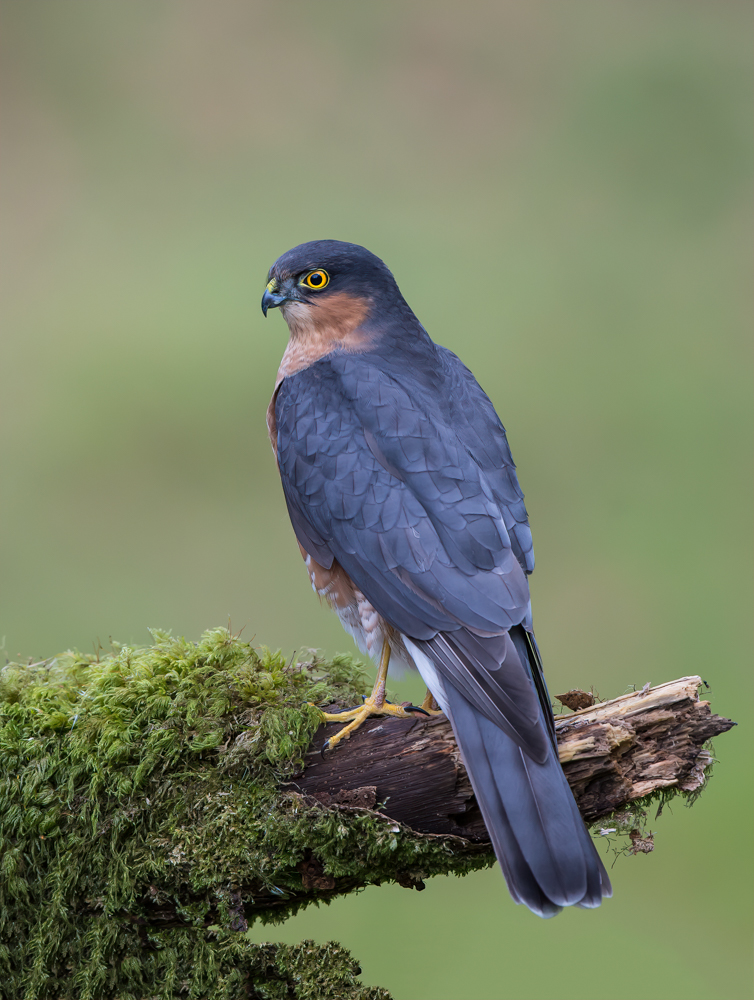 Eurasian Sparrowhawk | Backcountry Gallery Photography Forums