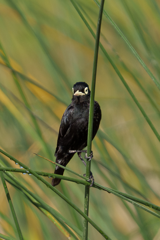 Spectacled Tyrant - Chiloe.jpg